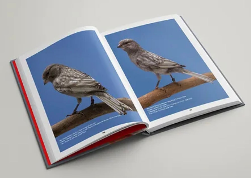 Colores  Nuevos Book