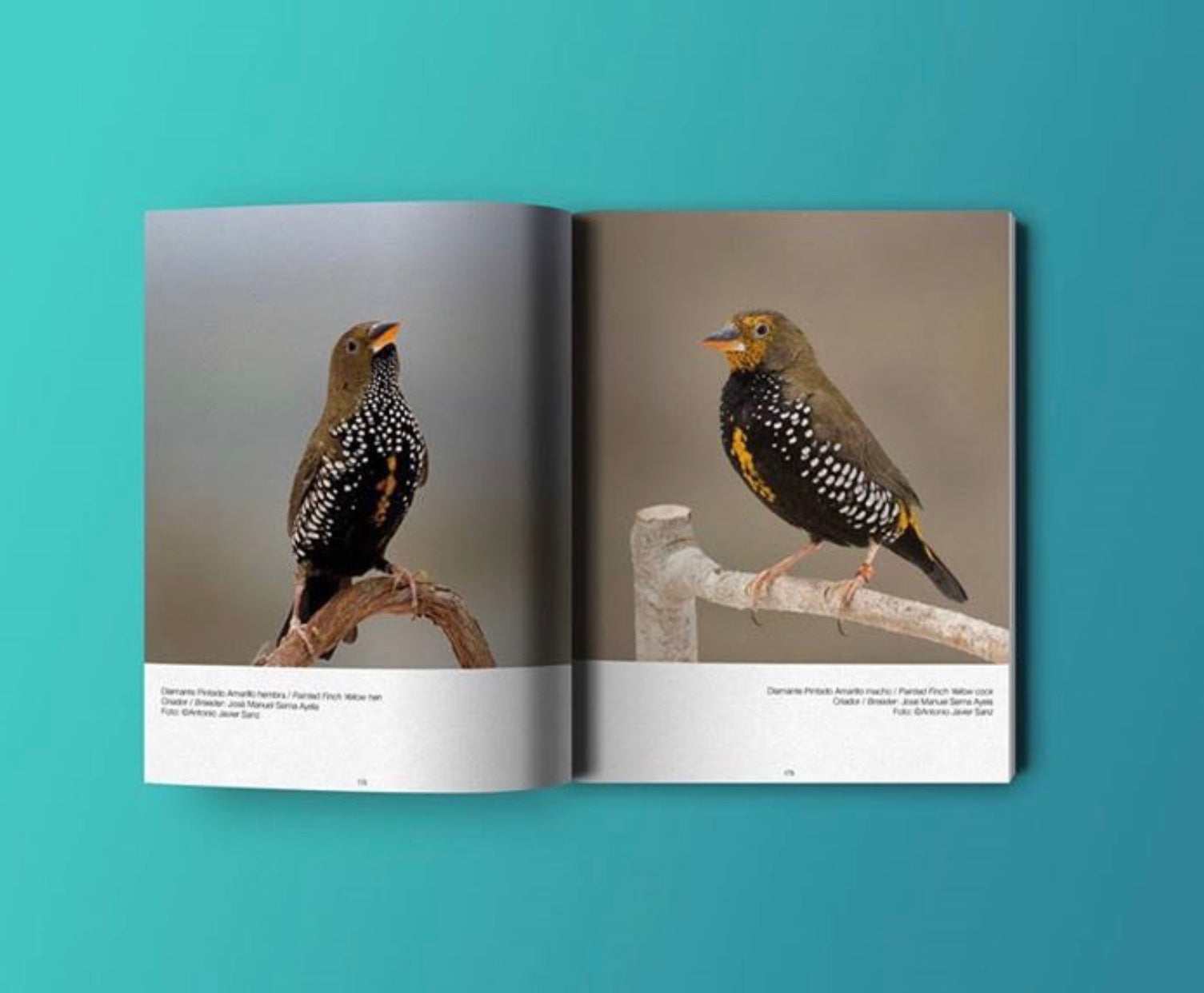 Libro de Estrildidos  / Estrildid Book  (SIGNED BY AUTHOR)