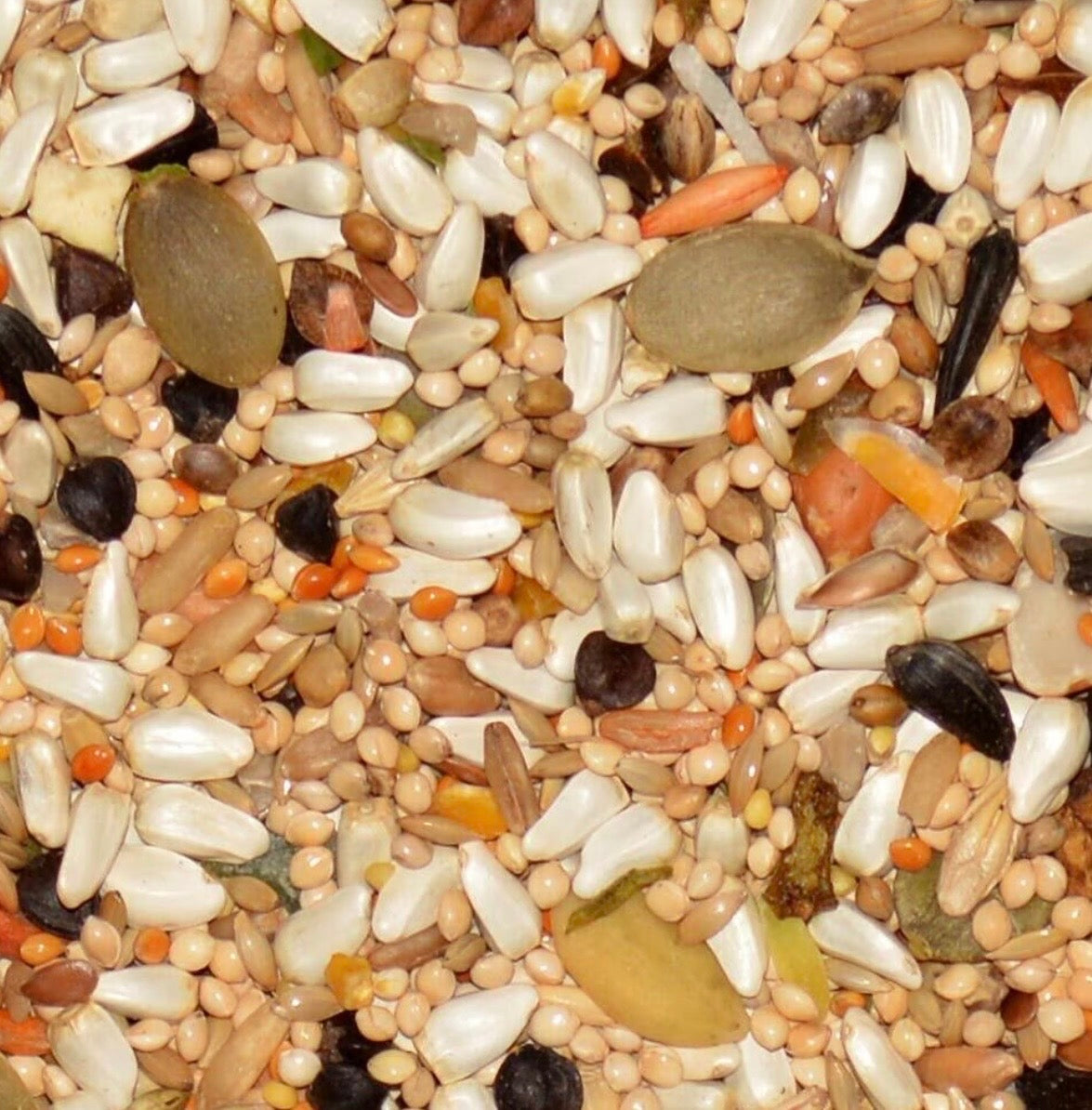 Volkman Avian Science Lovebird 4lbs