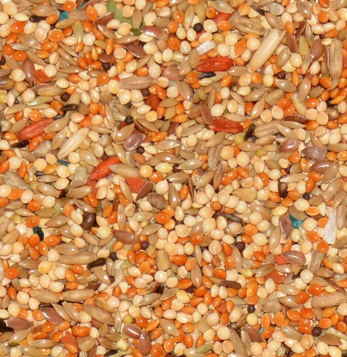 Volkman Avian Science Parakeet 4lbs