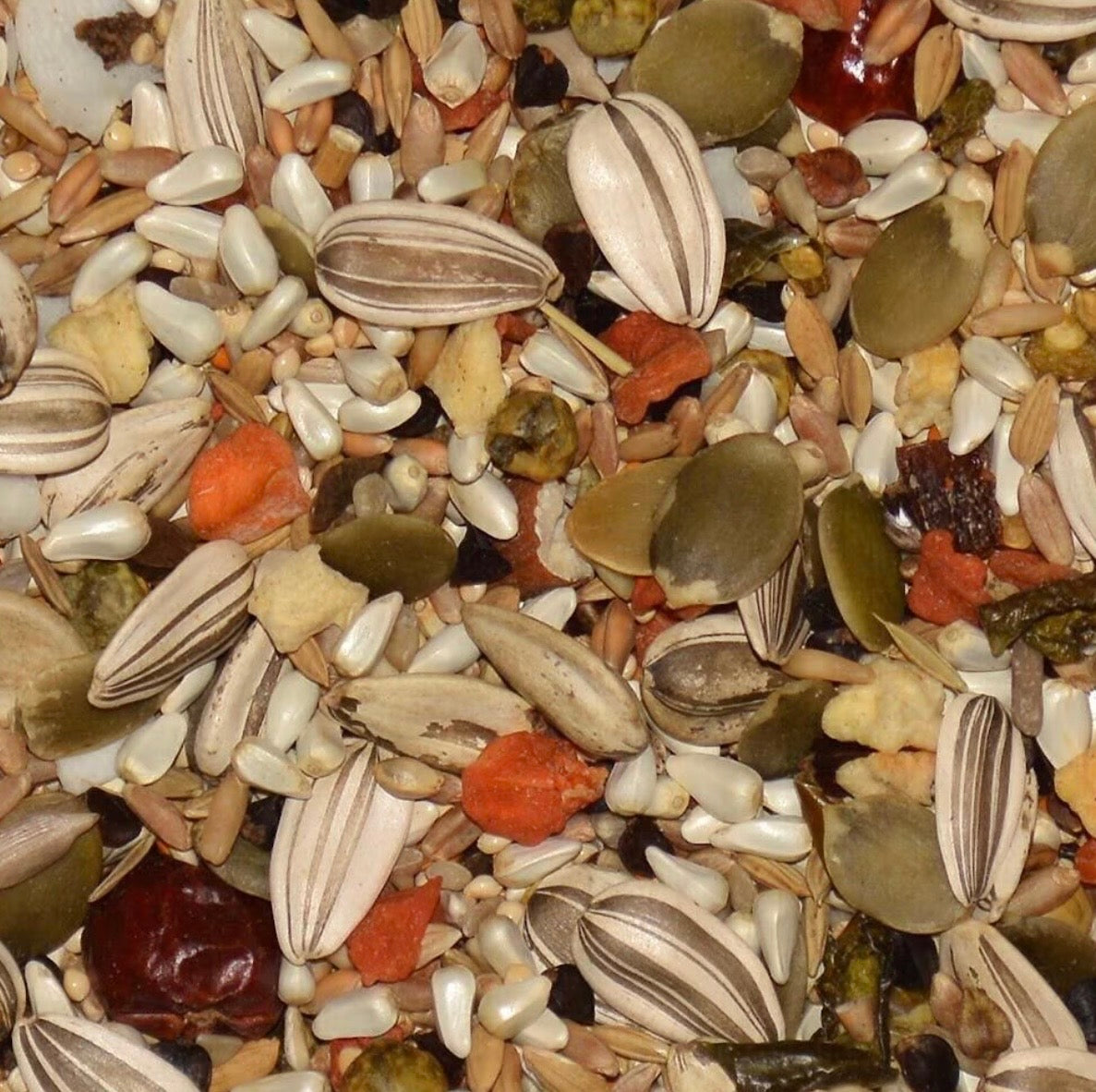 Volkman Eclectus 4 lbs