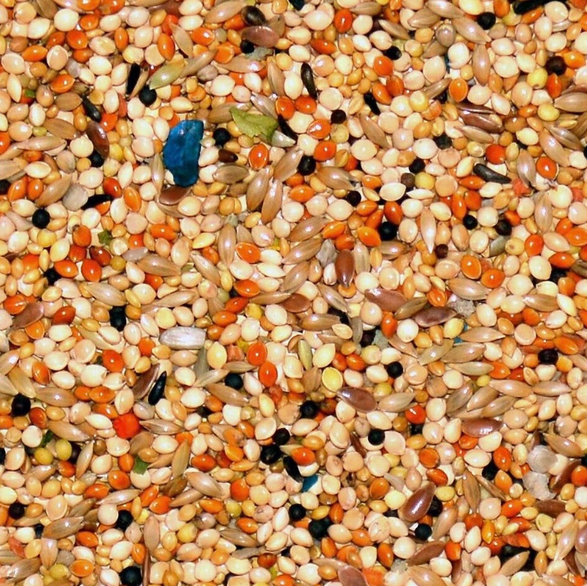 Volkman Avian Science Finch 4lb