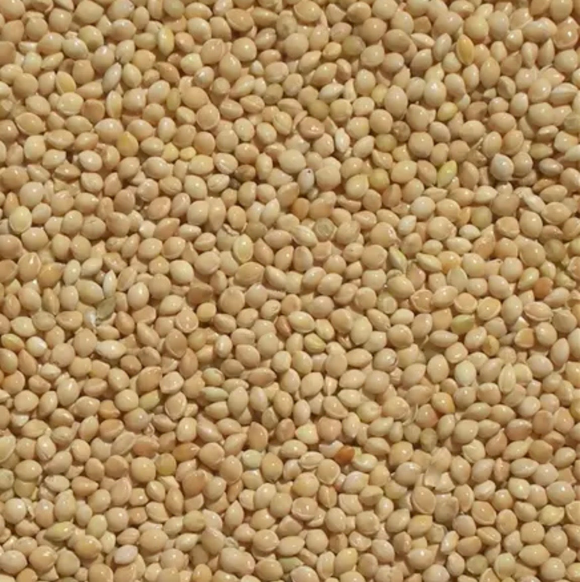 White Prosso Millet Seed