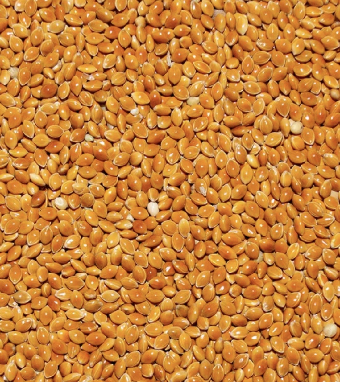Red Prosso Millet Seed