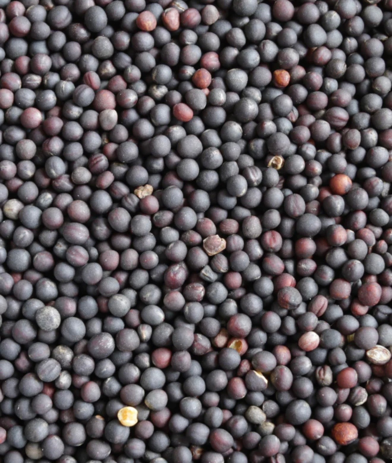 Canola Seed