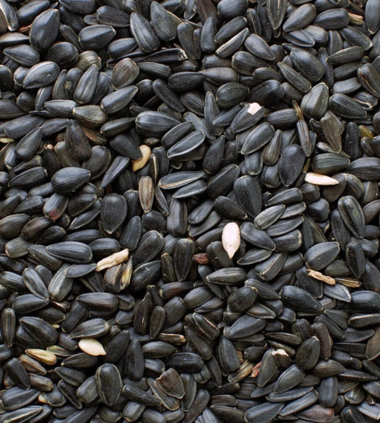 Black Oil Seeds