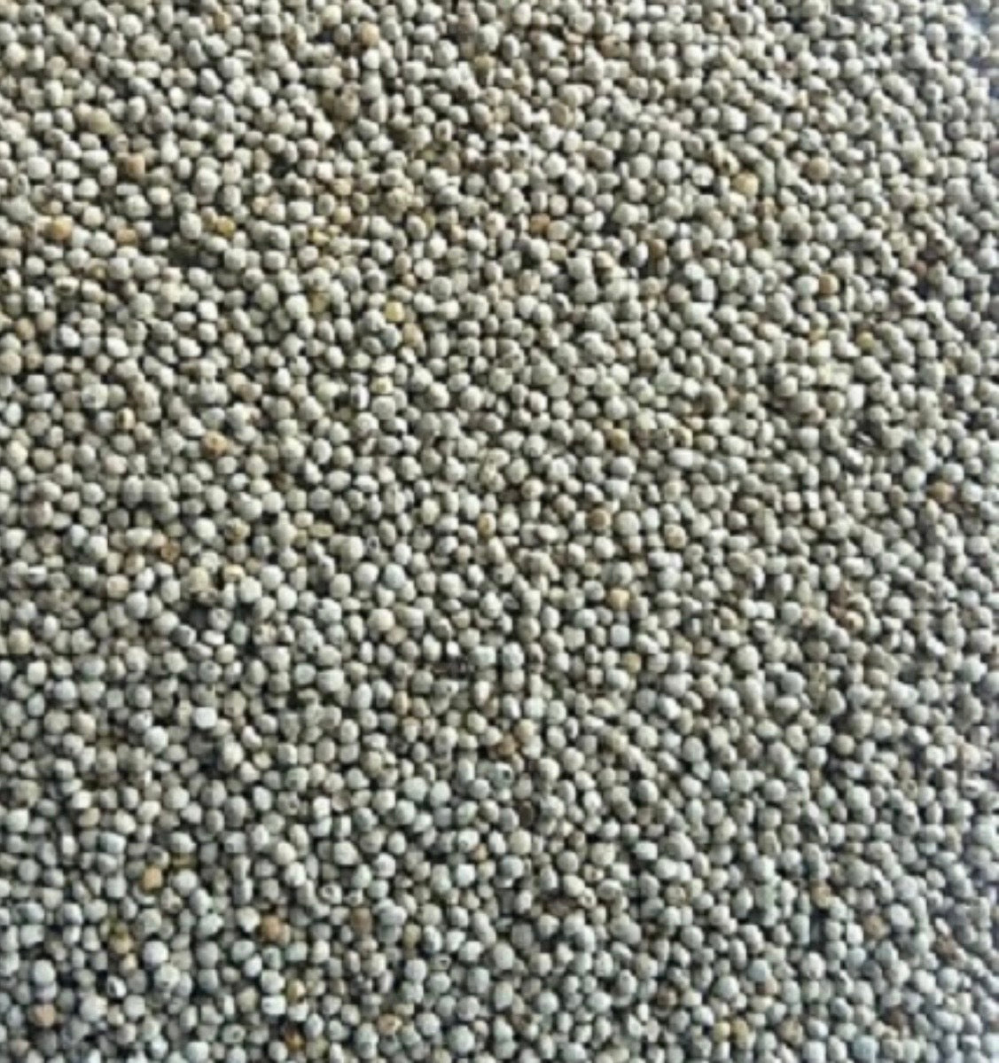 White Perilla Seed