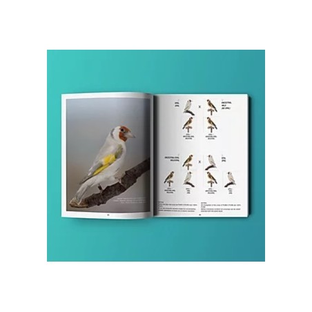 EL JILGUERO / THE GOLDFINCH Antonio Javier Sanz